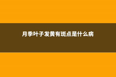 月季叶子发黄有斑的原因 (月季叶子发黄有斑点是什么病)