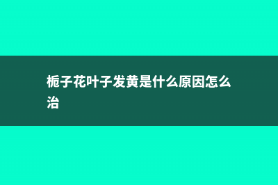 栀子花叶子发黄怎么办 (栀子花叶子发黄是什么原因怎么治)