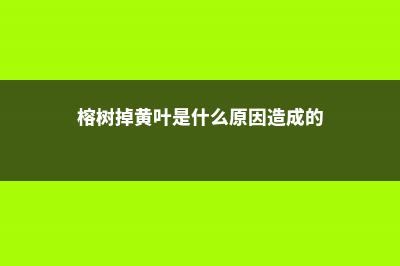 榕树黄叶掉叶怎么办 (榕树掉黄叶是什么原因造成的)