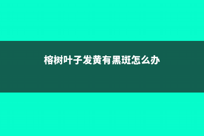 榕树叶子发黄、落叶什么原因 (榕树叶子发黄有黑斑怎么办)