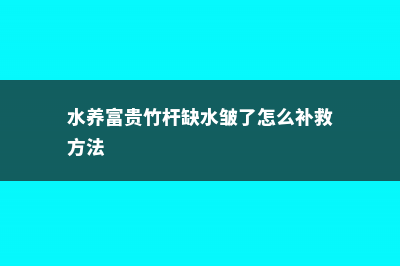 水养富贵竹杆突然发黄的原因 (水养富贵竹杆缺水皱了怎么补救方法)