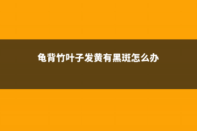 龟背竹叶子发黄怎么回事 (龟背竹叶子发黄有黑斑怎么办)