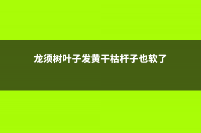 龙须树叶子发黄怎么办 (龙须树叶子发黄干枯杆子也软了)