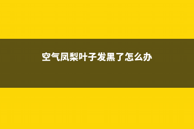 空气凤梨叶子发黄怎么办 (空气凤梨叶子发黑了怎么办)