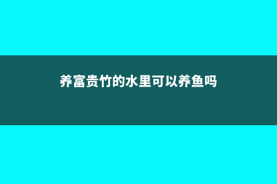 养“富贵竹”，就喂这“3种”水，叶子油绿有光泽，黄叶发蔫都byebye！ (养富贵竹的水里可以养鱼吗)