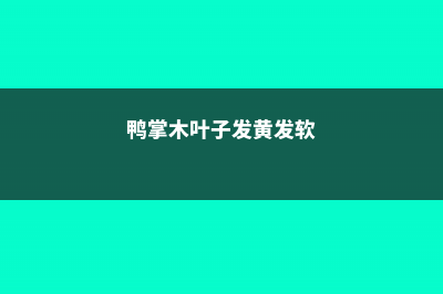 鸭掌木叶子发黄怎么办 (鸭掌木叶子发黄发软)