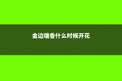 金边瑞香黄叶子怎么办，叶子有黑点什么原因 (金边瑞香什么时候开花)