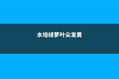 水培绿萝叶尖发黄是什么原因 (水培绿萝叶尖发黄)