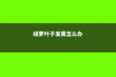 绿萝叶子发黄怎么回事 (绿萝叶子发黄怎么办)