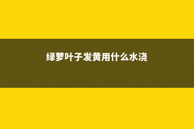 绿萝叶子发黄用什么药 (绿萝叶子发黄用什么水浇)