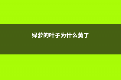 绿萝的叶子为什么发黄 (绿萝的叶子为什么黄了)