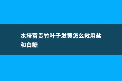 水培富贵竹叶子发黄怎么办 (水培富贵竹叶子发黄怎么救用盐和白糖)