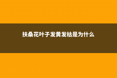 扶桑花叶子发黄怎么办，叶子蔫了怎么办 (扶桑花叶子发黄发枯是为什么)