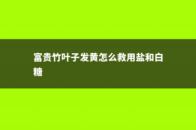 富贵竹叶子发黄怎么救 (富贵竹叶子发黄怎么救用盐和白糖)