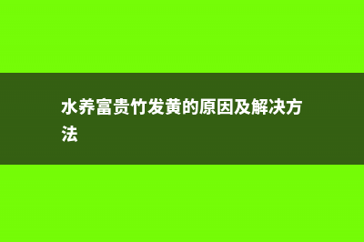 水养富贵竹发黄怎么办 (水养富贵竹发黄的原因及解决方法)