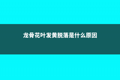 龙骨花黄叶是怎么回事 (龙骨花叶发黄脱落是什么原因)