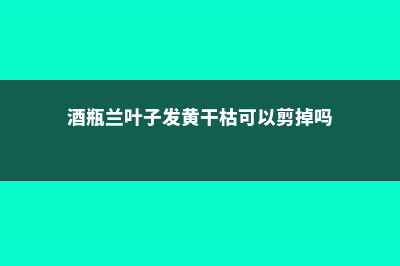 酒瓶兰叶子发黄怎么办 (酒瓶兰叶子发黄干枯可以剪掉吗)