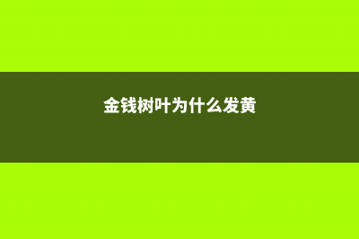 金钱树叶子为什么发黄 (金钱树叶为什么发黄)