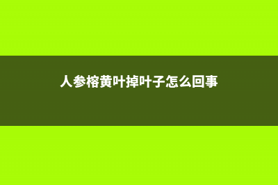 人参榕叶子发黄怎么办 (人参榕黄叶掉叶子怎么回事)