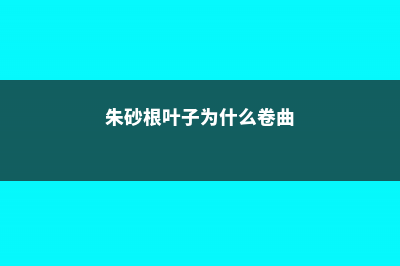 朱砂根叶变黄掉落怎么办 (朱砂根叶子为什么卷曲)