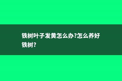 铁树叶子发黄怎么办 (铁树叶子发黄怎么办?怎么养好铁树?)