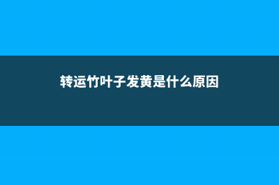 转运竹叶子发黄怎么办 (转运竹叶子发黄是什么原因)