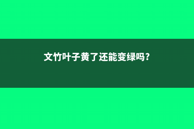 文竹叶子黄了还能绿吗 (文竹叶子黄了还能变绿吗?)