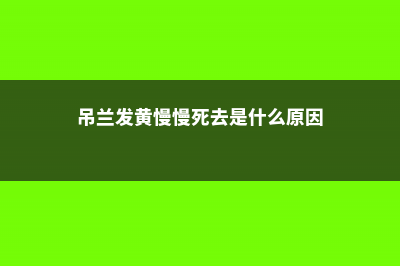 吊兰发黄是什么原因 (吊兰发黄慢慢死去是什么原因)