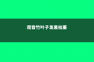 观音竹叶子蔫了发黄怎么办 (观音竹叶子发黑枯萎)