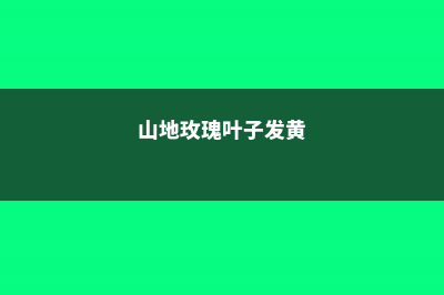 山地玫瑰叶子发黄怎么办 (山地玫瑰叶子发黄)