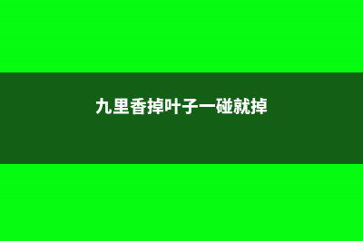 碰碰香叶子发黄发蔫、叶子脱落怎么办 (九里香掉叶子一碰就掉)