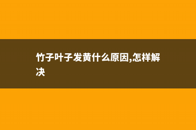 竹子叶子发黄什么原因，怎么补救 (竹子叶子发黄什么原因,怎样解决)