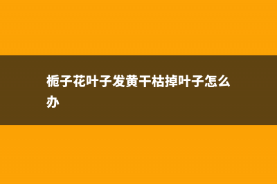 栀子花黄叶掉叶怎么办，别慌，教你一招就变绿！ (栀子花叶子发黄干枯掉叶子怎么办)