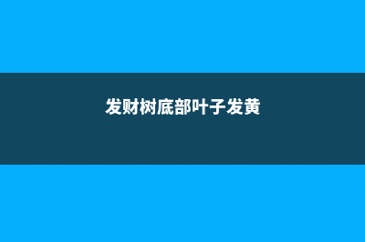 发财树底部叶子发黄、叶子软怎么回事 (发财树底部叶子发黄)