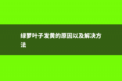 绿萝叶子发黄？别慌，教你一招就变绿！ (绿萝叶子发黄的原因以及解决方法)