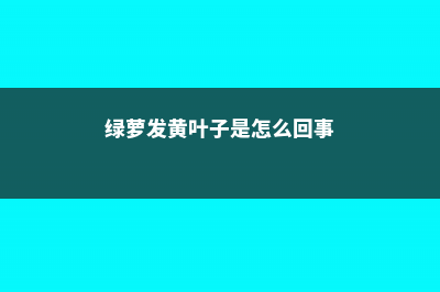 绿萝发黄的叶子应该剪吗，怎么剪 (绿萝发黄叶子是怎么回事)