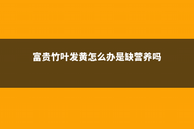 富贵竹叶发黄怎么治疗，叶子枯萎怎么办 (富贵竹叶发黄怎么办是缺营养吗)