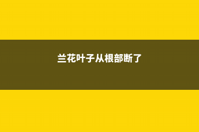 兰花叶子从根部发黄、干枯怎么办？如何补救？ (兰花叶子从根部断了)