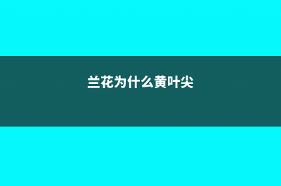 兰花为什么黄叶子，变黄后怎么补救？ (兰花为什么黄叶尖)