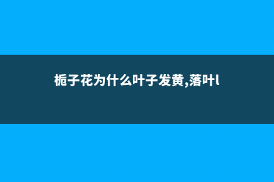 栀子花为什么黄叶：浇水、施肥、光照不当导致 (栀子花为什么叶子发黄,落叶l)