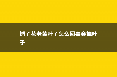 栀子花老黄叶子，花苞变黑怎么办？ (栀子花老黄叶子怎么回事会掉叶子)