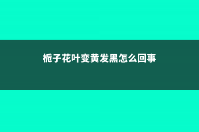 栀子花新叶变黄怎么办 (栀子花叶变黄发黑怎么回事)