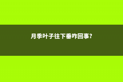 月季叶子自下而上发黄怎么办 (月季叶子往下垂咋回事?)