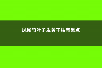 凤尾竹叶子发黄怎么办 (凤尾竹叶子发黄干枯有黑点)