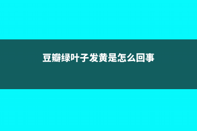 豆瓣绿叶子发黄怎么办 (豆瓣绿叶子发黄是怎么回事)