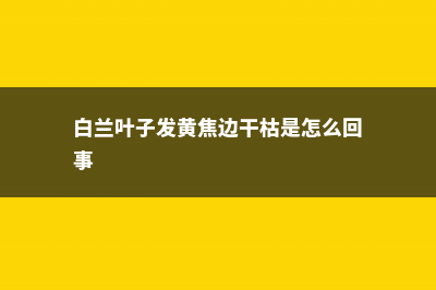 白兰叶子发黄怎么办 (白兰叶子发黄焦边干枯是怎么回事)