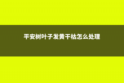 平安树叶子发黄怎么办 (平安树叶子发黄干枯怎么处理)