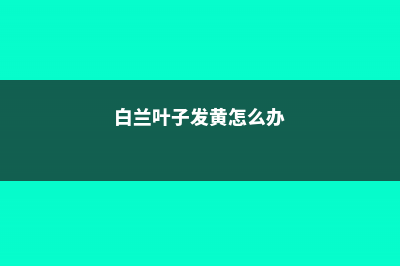 白兰叶子发黄怎么办 (白兰叶子发黄怎么办)