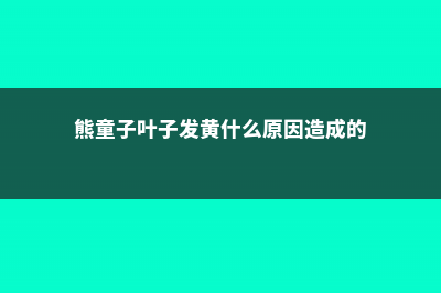 熊童子叶子发黄怎么办 (熊童子叶子发黄什么原因造成的)