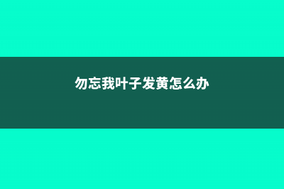 勿忘我叶子发黄怎么办 (勿忘我叶子发黄怎么办)